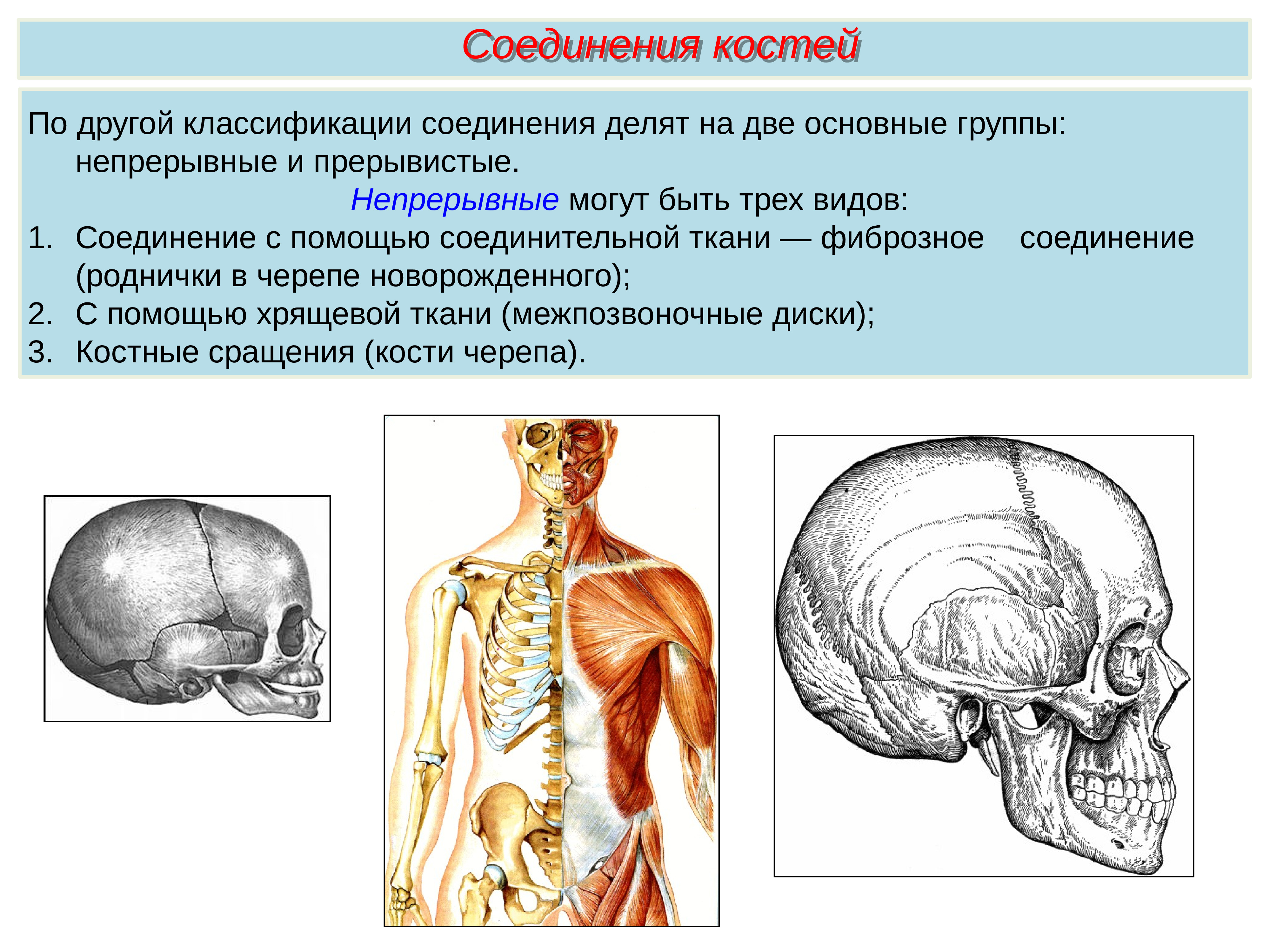 Виды соединения костей черепа. Непрерывные соединения костей черепа. Тип соединения костей черепа. Фиброзные соединения костей черепа.