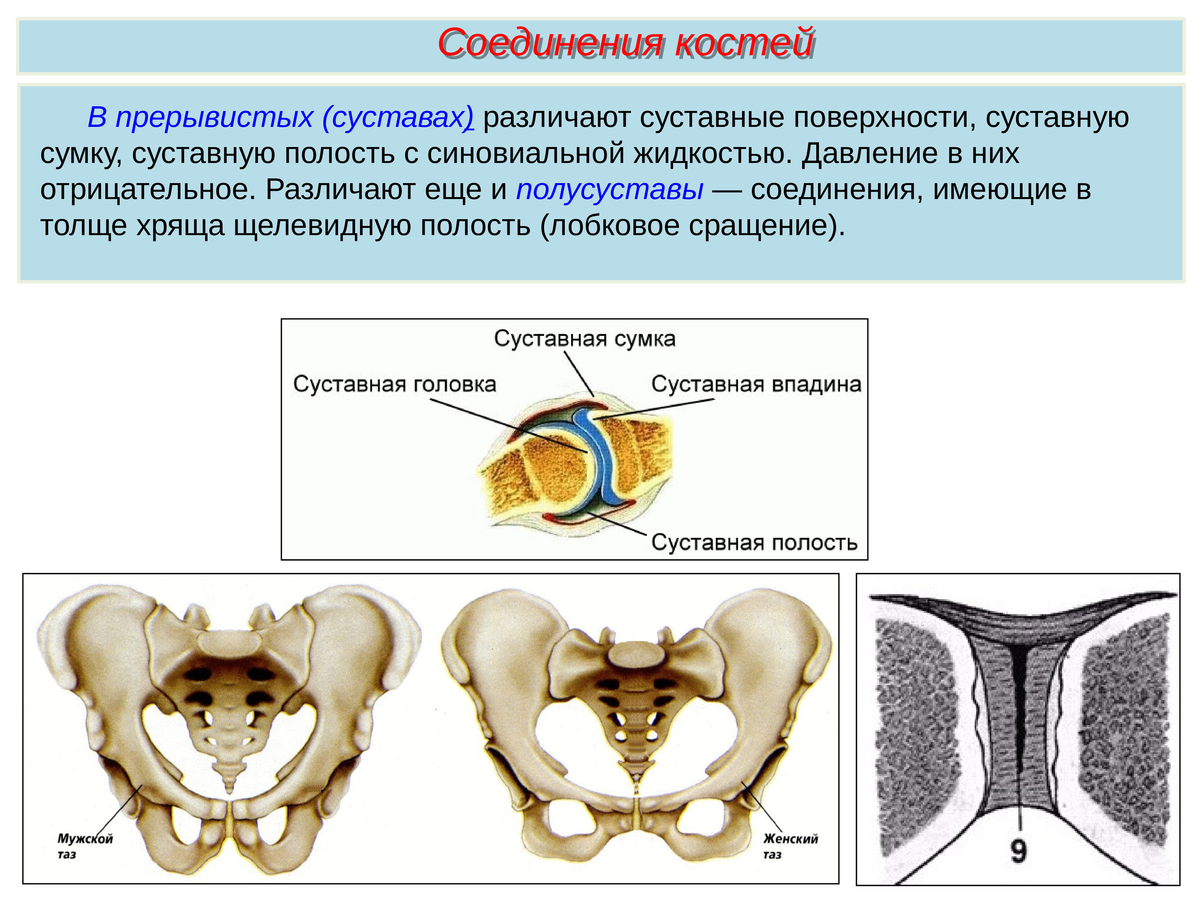 Соединение костей 6. Соединение костей суставы. Кости таза Тип соединения костей. Тип соединения тазовых костей. Соединение костей суставы тазы.