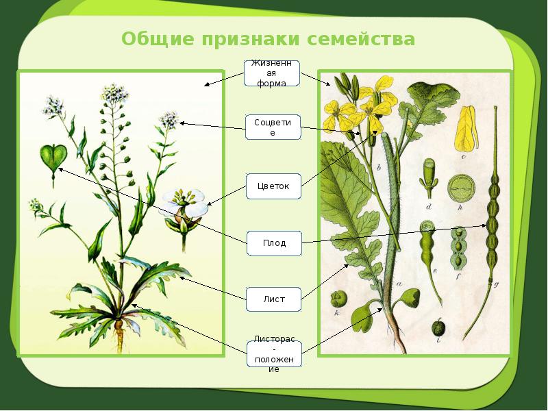 Признаки семейств растений