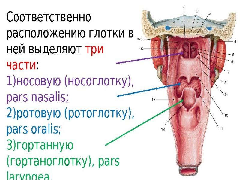 Небо пищеварительная система