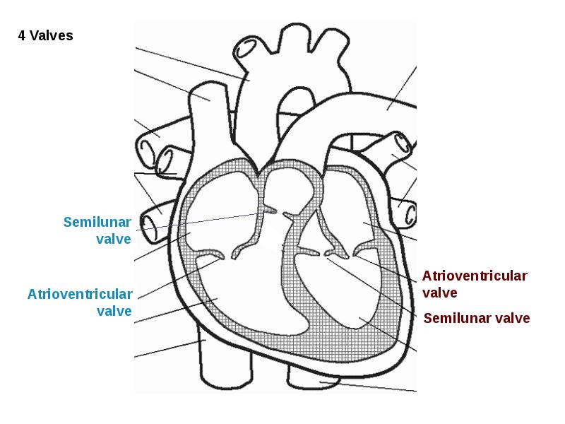 Строение сердца на рисунке