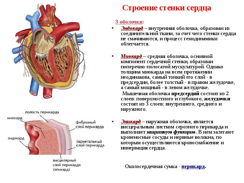 Схема строения стенки сердца