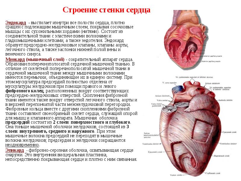 Миокард на рисунке