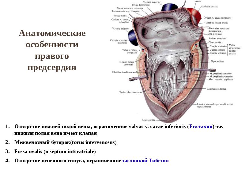 Анатомия с АВ. Сердце (cor) - 1. - YouTube