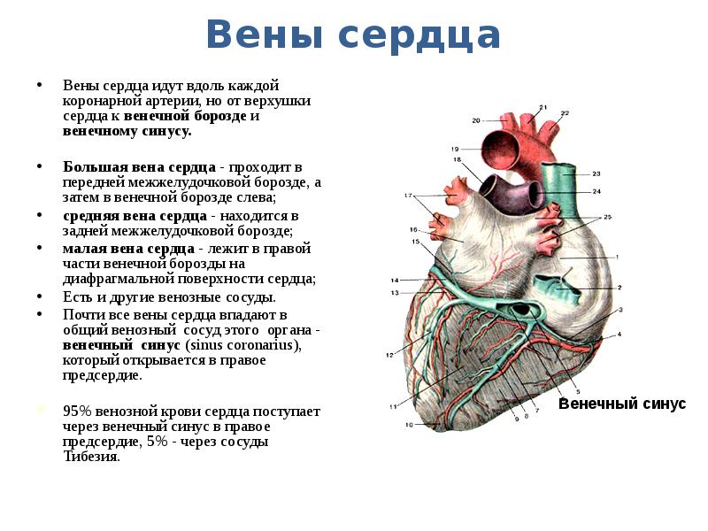 Верхняя и нижняя полые вены сердце