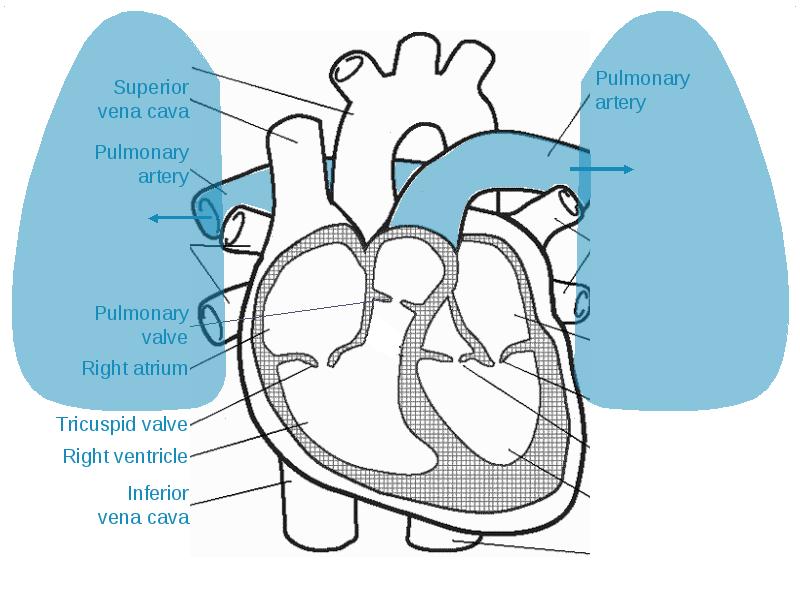 Какой цифрой на рисунке обозначена легочная артерия. Атриовентрикулярные клапаны строение.