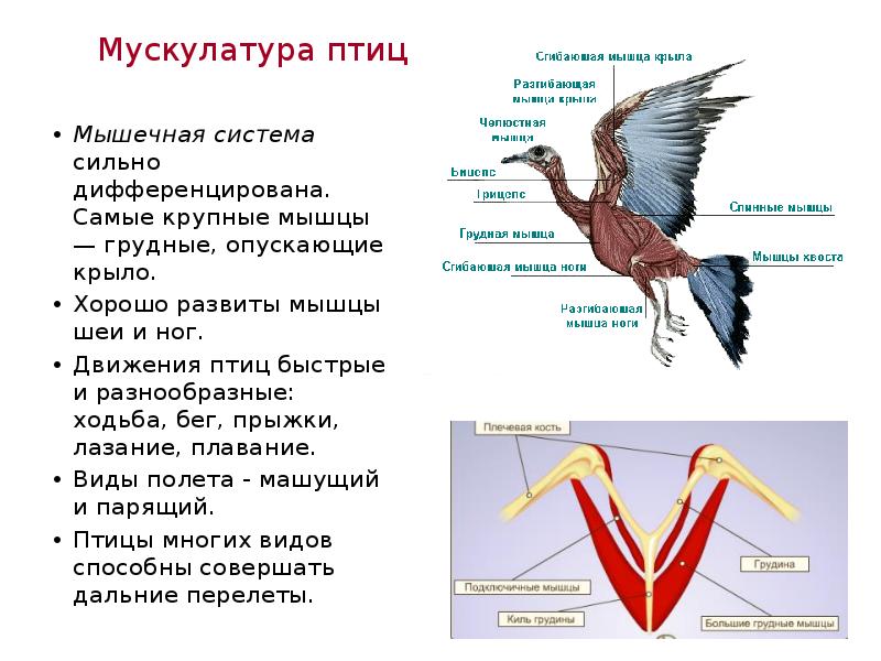 Примеры животных класса птицы