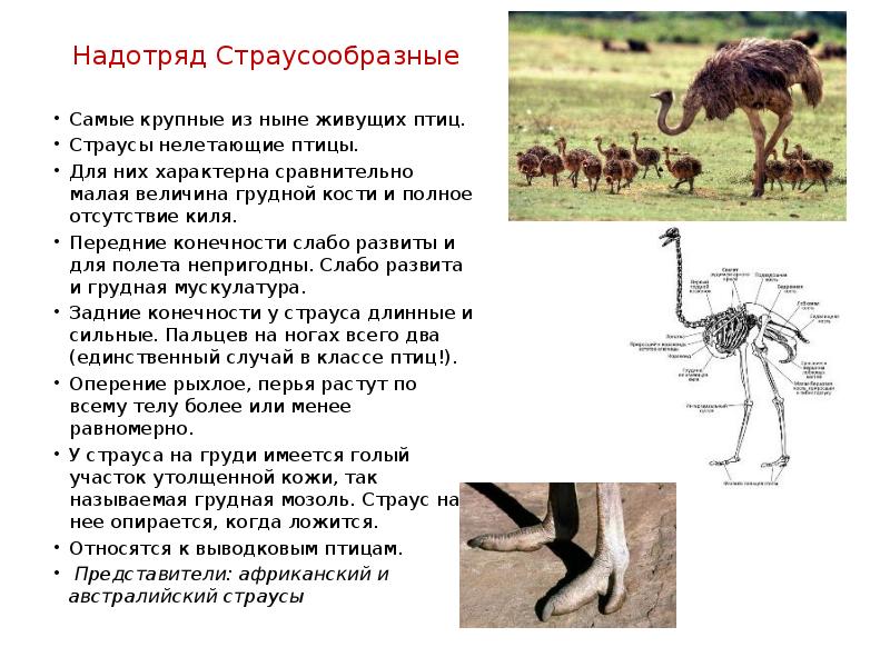 Теплокровные позвоночные животные 5 класс пасечник презентация