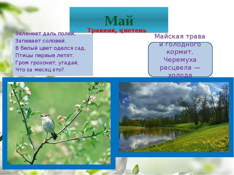 Размолоденький цветень текст. Зеленеет даль полей запевает Соловей в белый цвет оделся сад. Май для презентации. Презентация Весна. Презентация Весна для дошкольников.