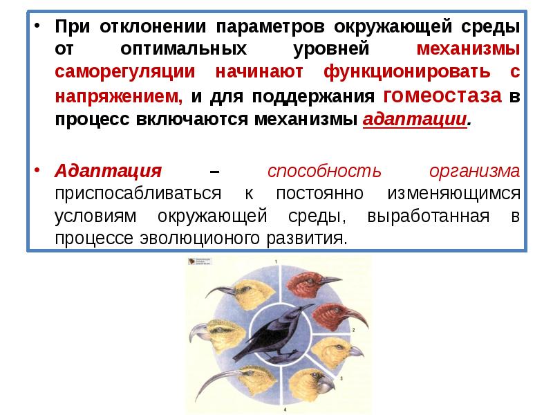 Адаптация к условиям окружающей среды презентация