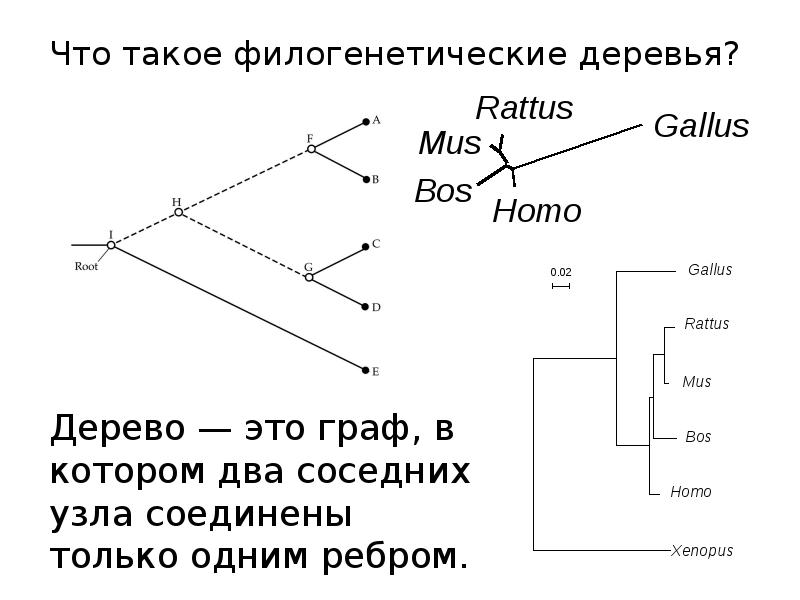 Смежные узлы. Алгоритмы построения филогенетических деревьев. Филогенетическое дерево. Филогенетическое дерево как строить. Филогенетические деревья кладограммы.