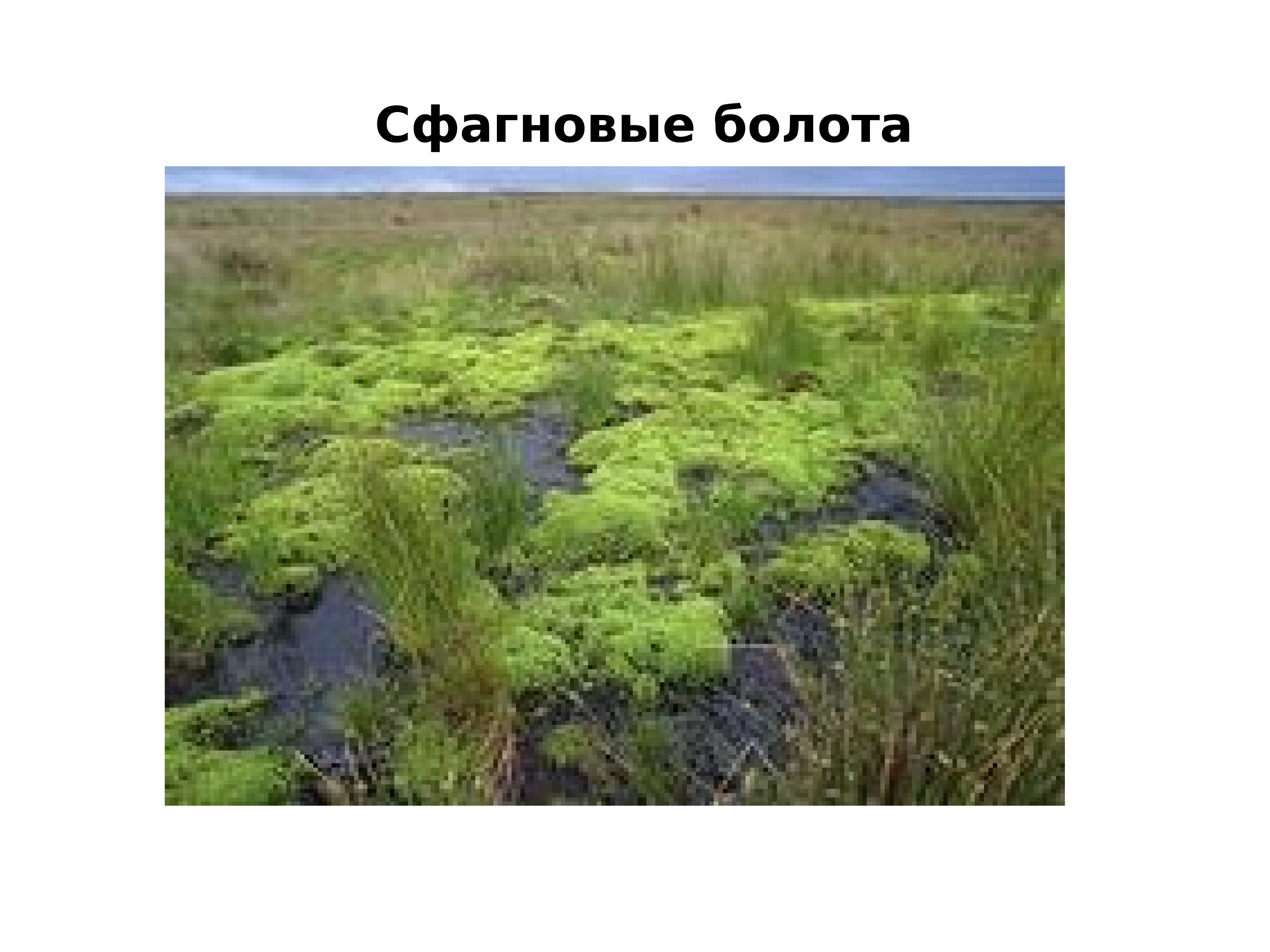 Болото уровень организации