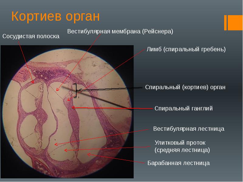 Фотографии СПИРАЛЬНЫЙ КОРТИЕВ ОРГАН