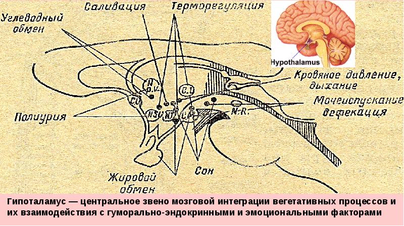 Нервная система пропедевтика презентация