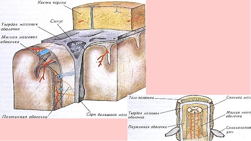 Нервная система пропедевтика презентация