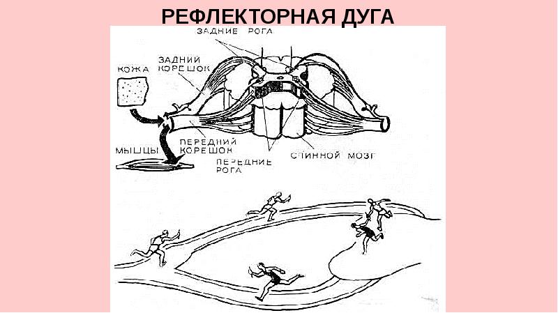 Нервная система пропедевтика презентация