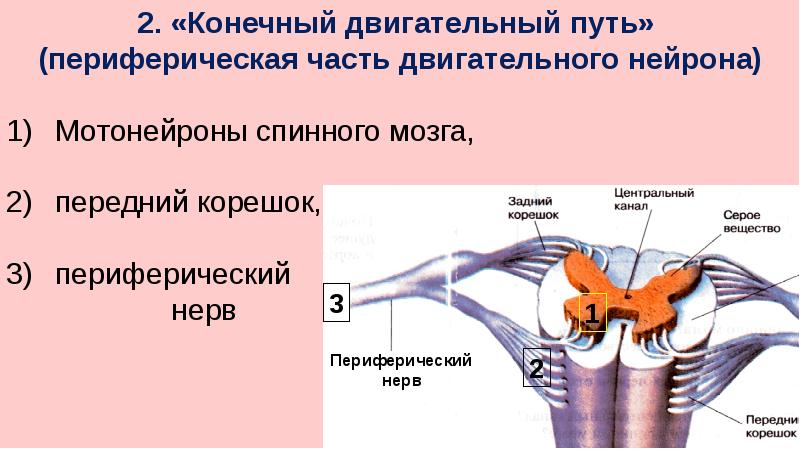 Нервная система пропедевтика презентация