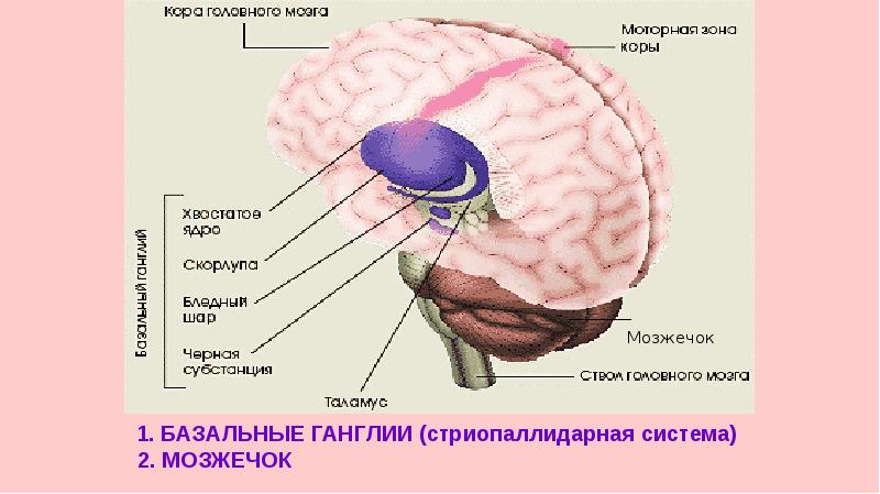 Нервная система пропедевтика презентация