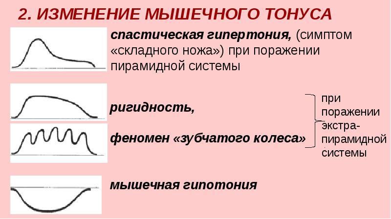 Нервная система пропедевтика презентация