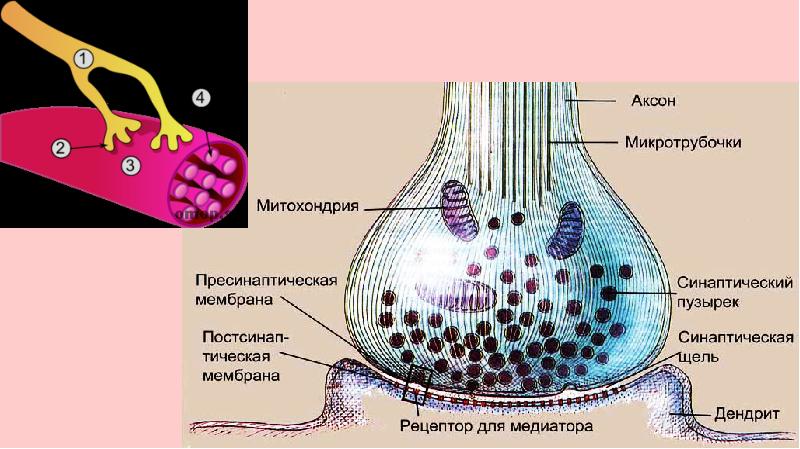 Нервная система пропедевтика презентация