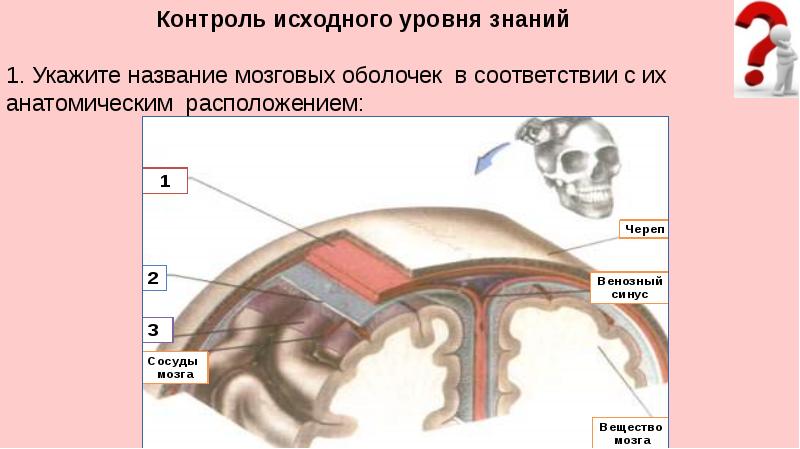 Нервная система пропедевтика презентация