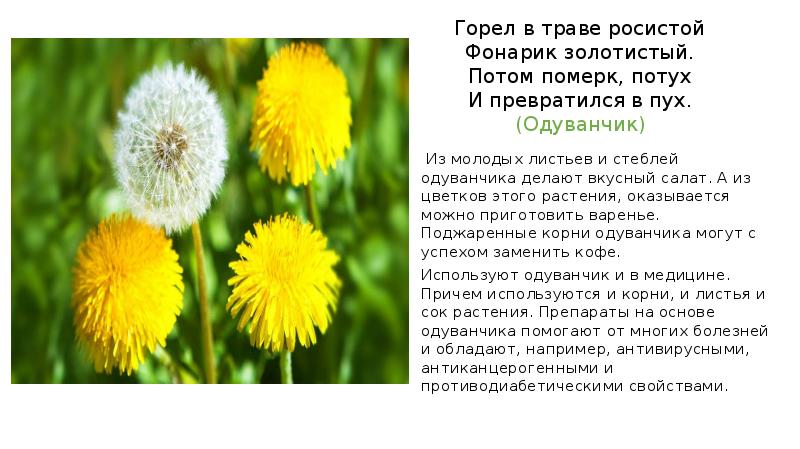 О высотская одуванчик з александрова одуванчик сравнение образов 3 класс перспектива презентация