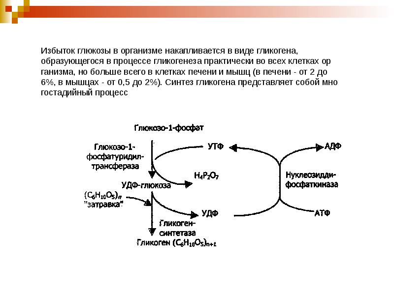 Что происходит при избыточном поступлении глюкозы. Гликоген синтетаза. Крахмал биохимия. Строение и биологическая роль гликогена. Избыток Глюкозы.