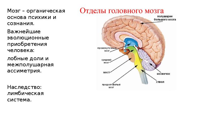 Органическое мозга