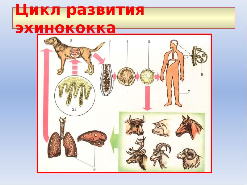 Признаки характерные для эхинококка в живом организме. Эхинококк жизненный цикл. Жизнедеятельность эхинококка.