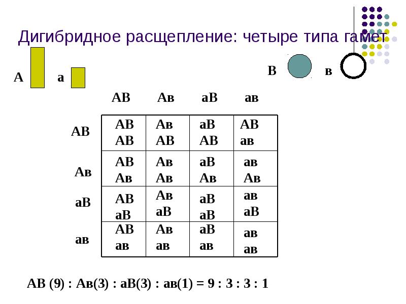 Дигибридное скрещивание третий закон менделя 10 класс презентация