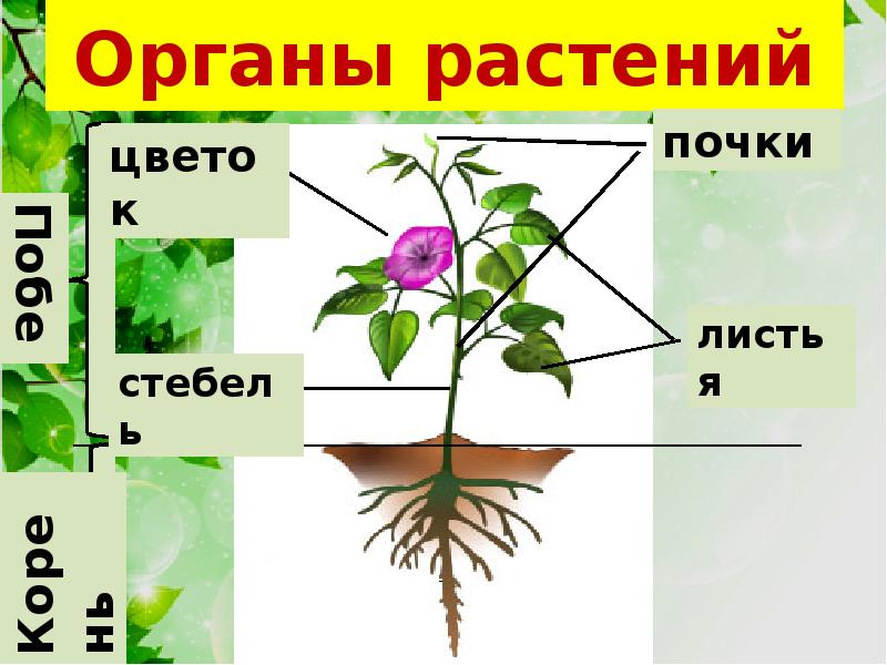 Целое побег корень часть лист