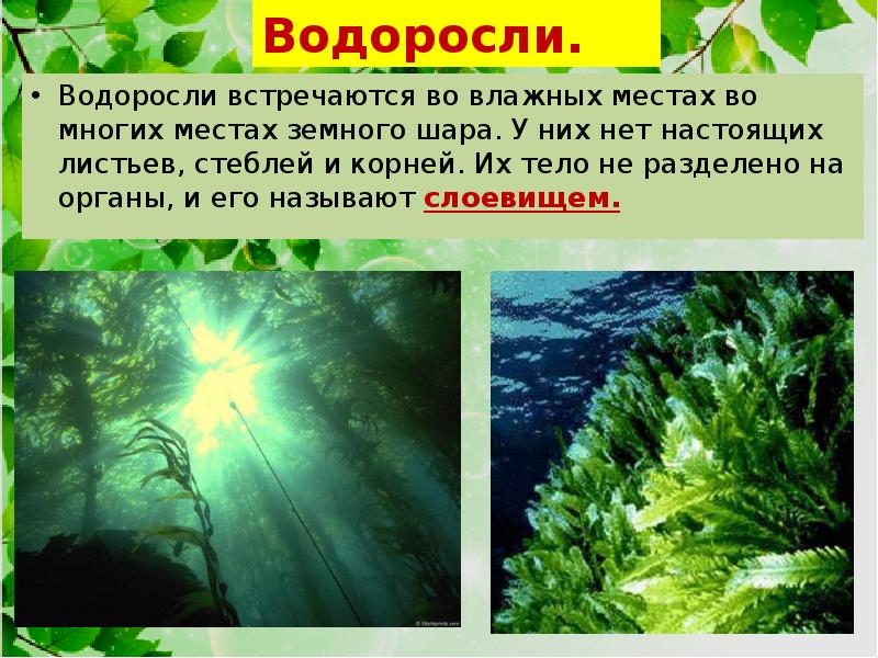 Среди водорослей встречаются. Тело водорослей называется. Есть ли у водорослей стебель и листья. Какие водоросли встречаются на глубине до 300 м.