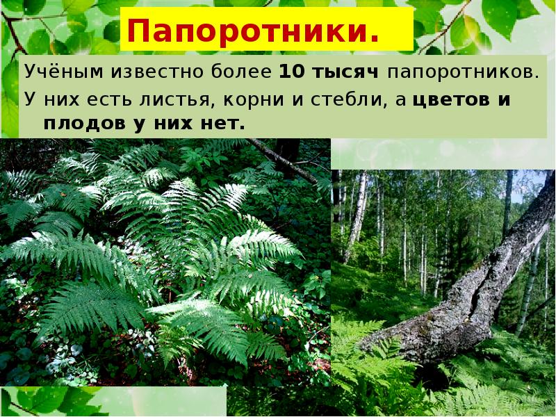 У папоротников есть цветки и плоды. Царство растений папоротники. Царство папоротников. Царство растений 5 класс биология презентация. У папоротников есть стебель листья и корни.