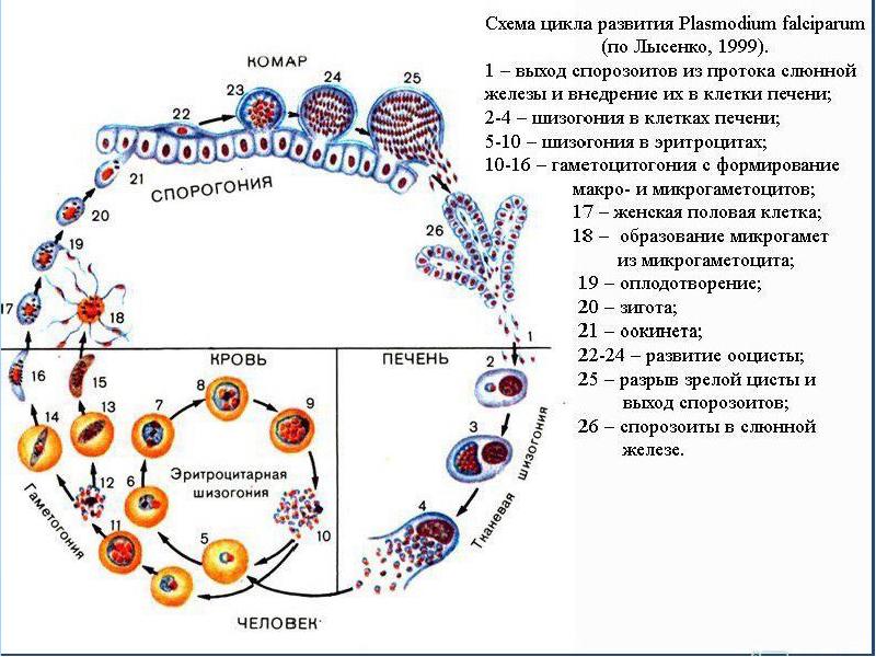 Малярия патогенез схема