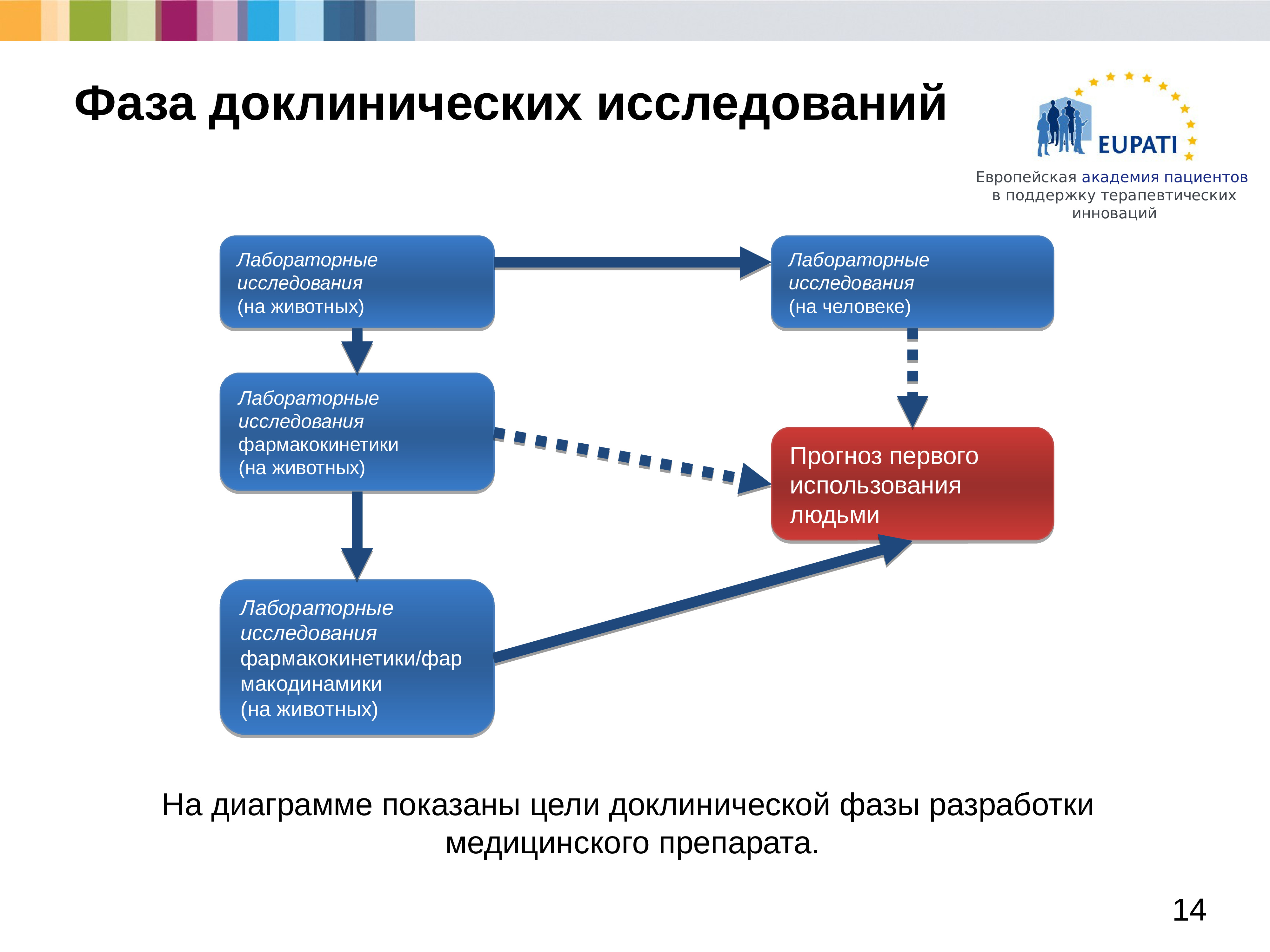 Доклинические исследования презентация