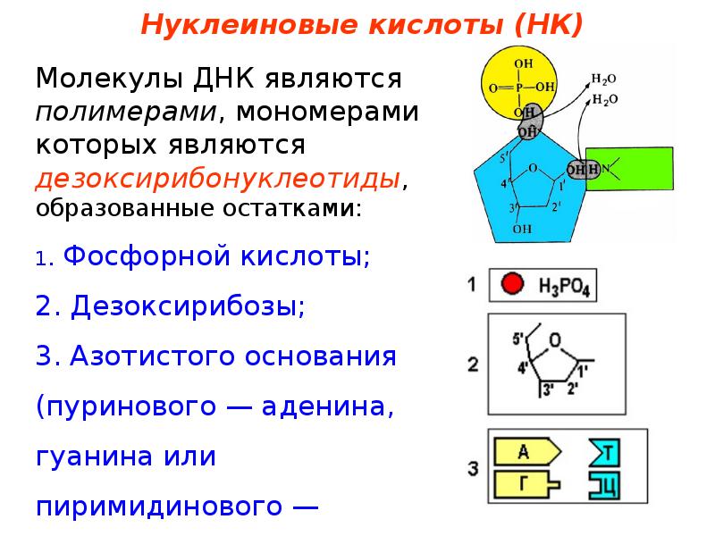 Мономер днк является нуклеотид. Мономер молекулы ДНК. Мономерами молекул ДНК являются. Мономером ДНК является. Биомономером ДНК является:.