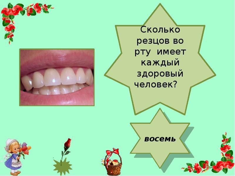 Формула зубов моляры премоляры. Зубы анатомия резцы клыки. Строение зубов резцы клыки. Зубы человека резцы клыки коренные. Строение постоянных зубов схема.