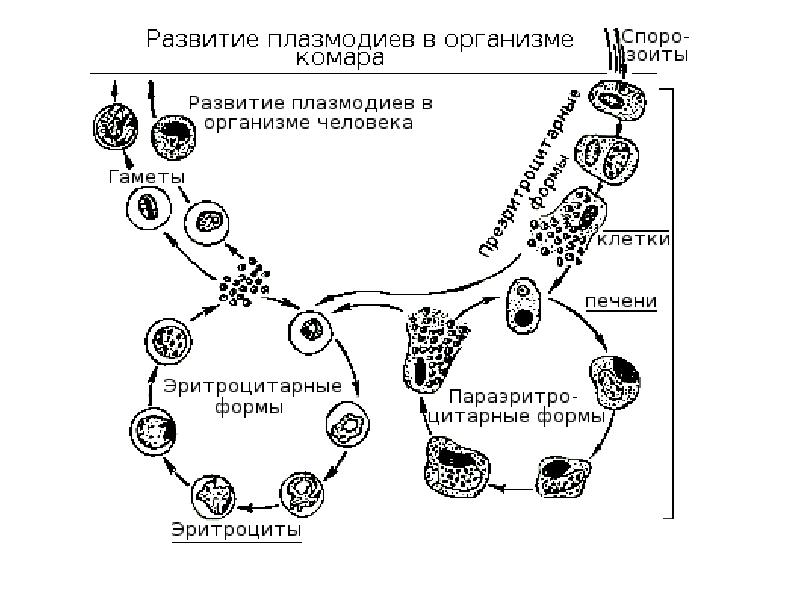 Возникновении малярии. Цикл развития малярийного плазмодия. Малярия цикл развития плазмодия. Стадии жизненного цикла малярийного плазмодия. Жизненный цикл малярийного плазмодия в организме человека.