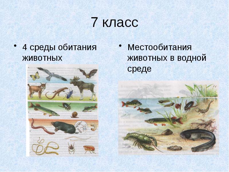 Презентация на тему условия жизни на земле среды жизни и экологические факторы 9 класс