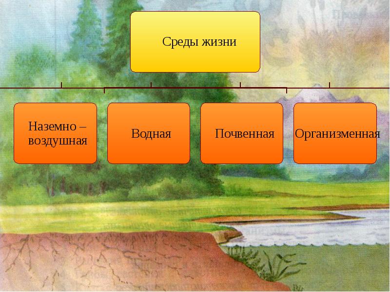 Презентация на тему условия жизни на земле среды жизни и экологические факторы 9 класс