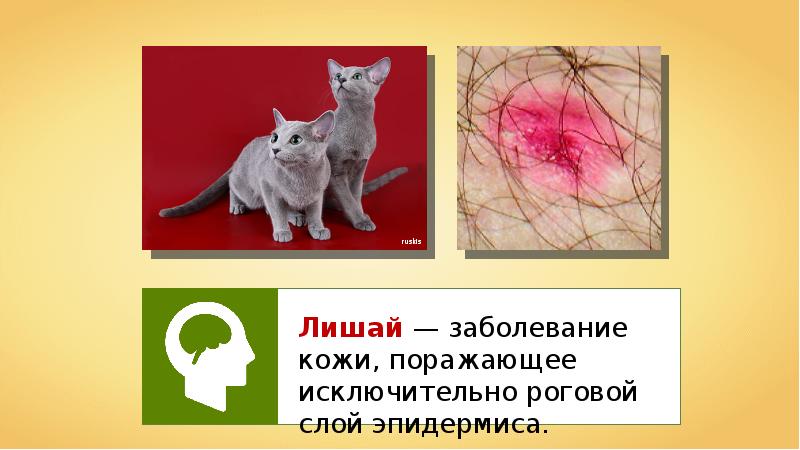 Травмы кожи сообщение. Биологическое повреждение кожи. Биология 8 класс болезни и травмы кожи. Сообщение болезни и травмы кожи. Нарушение кожных покровов и повреждение кожи 8 класс.