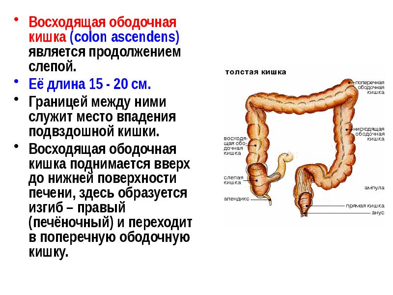 Ректосигмоидный отдел кишечника где находится фото