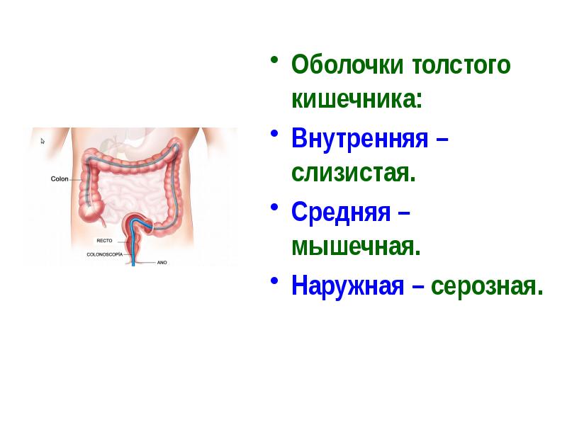 Какая особенность характерна для стенки толстого кишечника