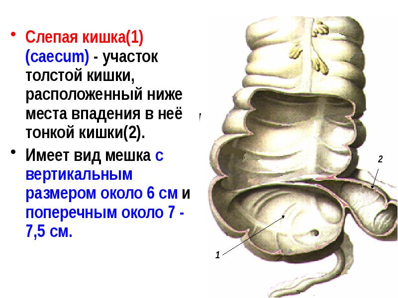 Где слепая кишка рисунок