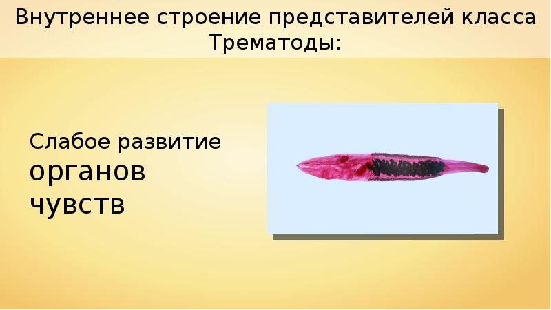 Органы чувств у червей. Органы чувстчервей сосальщиков. Печёночный сасальщик органы чувств. Печёночный сосальщик органы чевст. Органы чувств трематод.