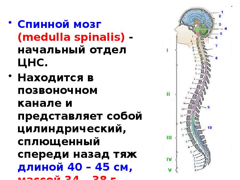 Уровни спинного мозга