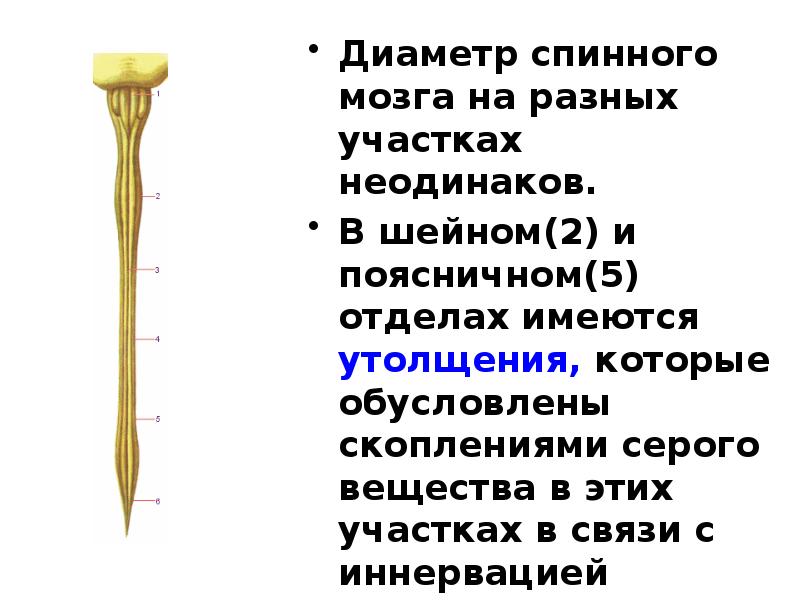 Физиология спинного мозга презентация