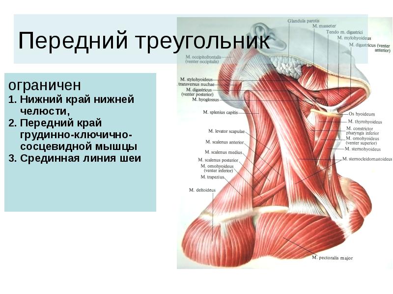 Передняя поверхность шеи фото