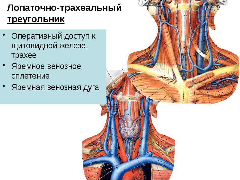 Артерии и вены головы и шеи анатомия презентация