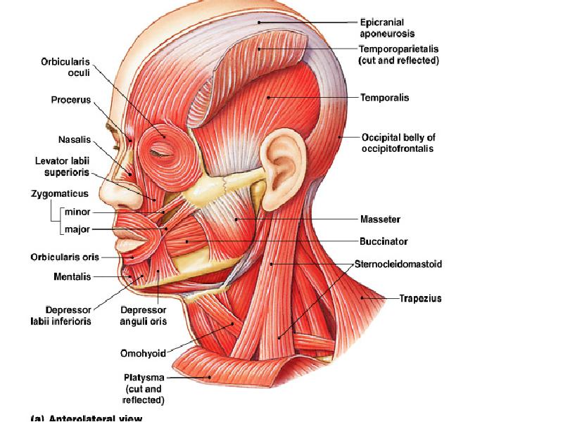 Мышцы головы анатомия презентация